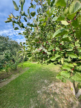 Россия, Ярославская область, Тутаевский муниципальный округ, деревня Емишево, Староемишевская улица, 13 4438299728